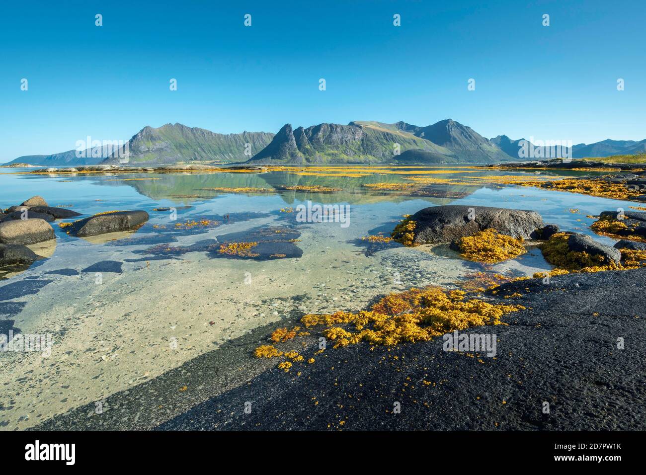Eaux côtières peu profondes, fond marin sablonneux avec rochers, algues jaunes, varech, porte-réservoir à vessie aux algues brunes (Fucus vesiculosus) dans le fjord à marée basse, derrière Banque D'Images