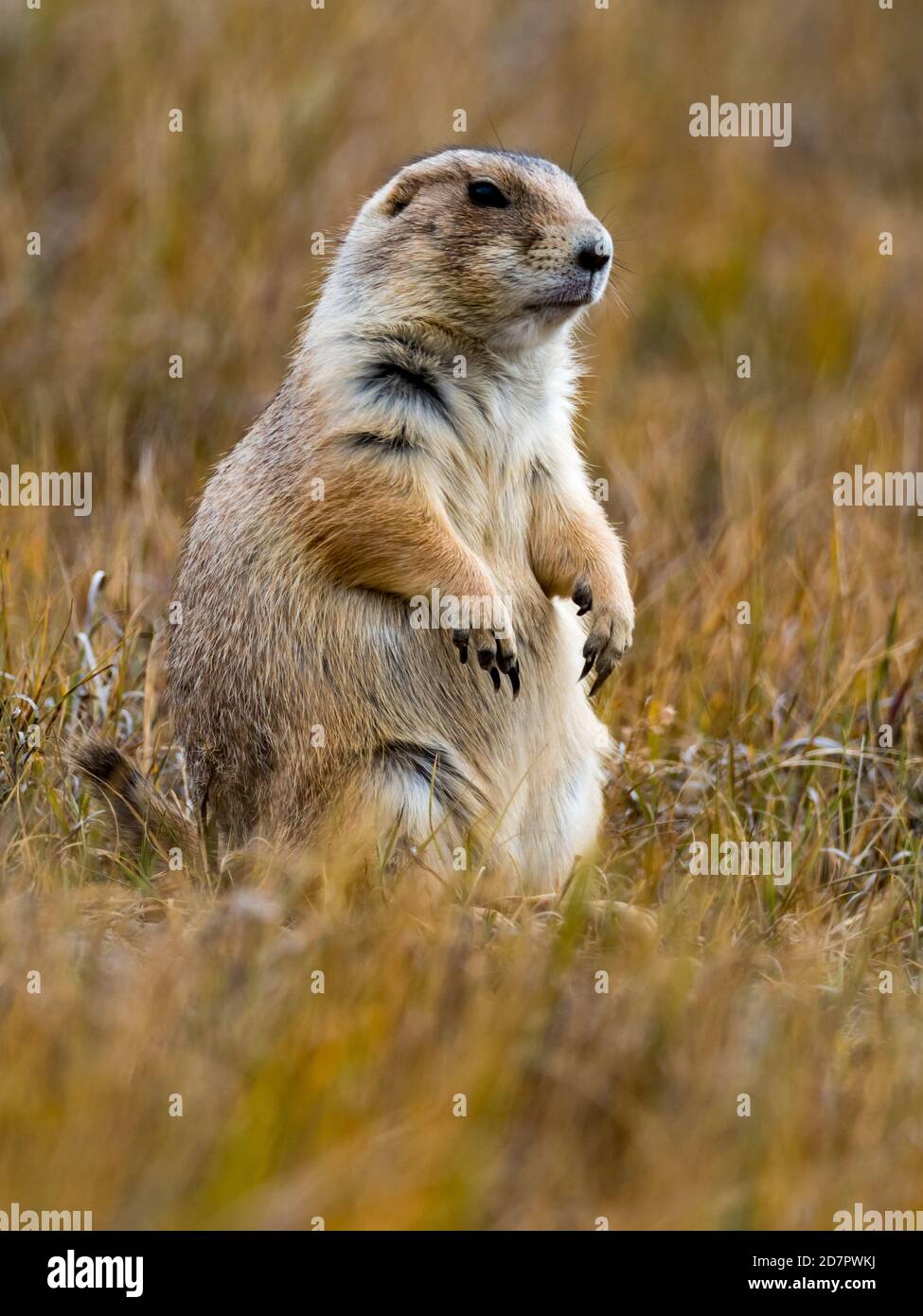 Le chien de prairie à queue noire, Cynomys ludovicianus, dans les badlands du parc national Theodore Roosevelt, Dakota du Nord, États-Unis Banque D'Images