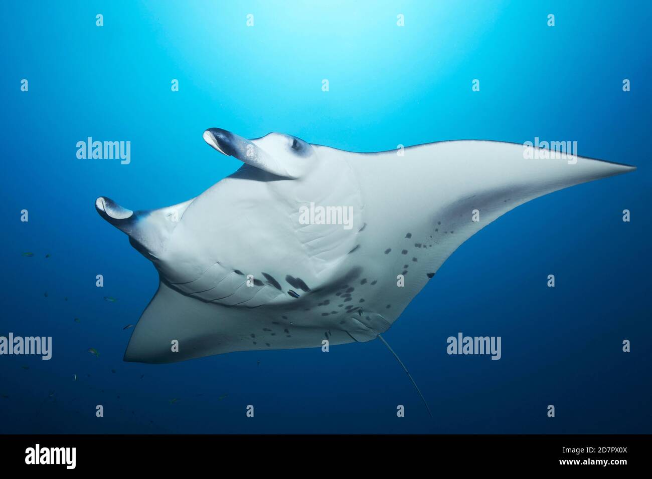 Reef manta ray (Manta alfredi) nage en eau bleue, mer d'Andaman, parc national de Mu Ko Similan, îles Similan, province de Phang Nga, Thaïlande Banque D'Images