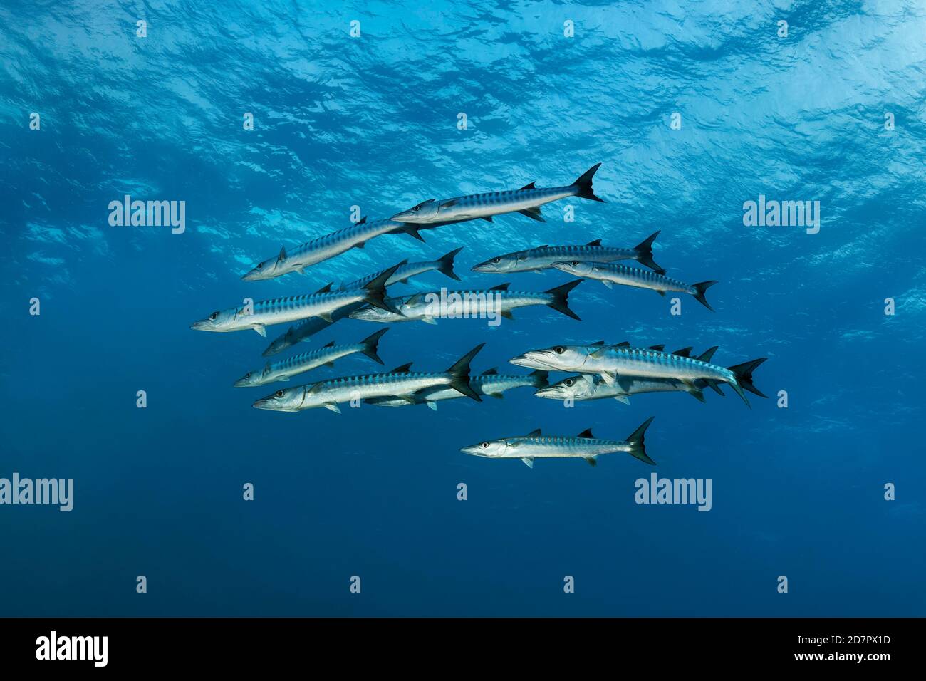 Swarm Blackfin barracuda (Sphyraena qenie) Barracuda nageant en mer, mer d'Andaman, Parc national de Mu Ko Similan, îles Similan, Phang Nga Banque D'Images