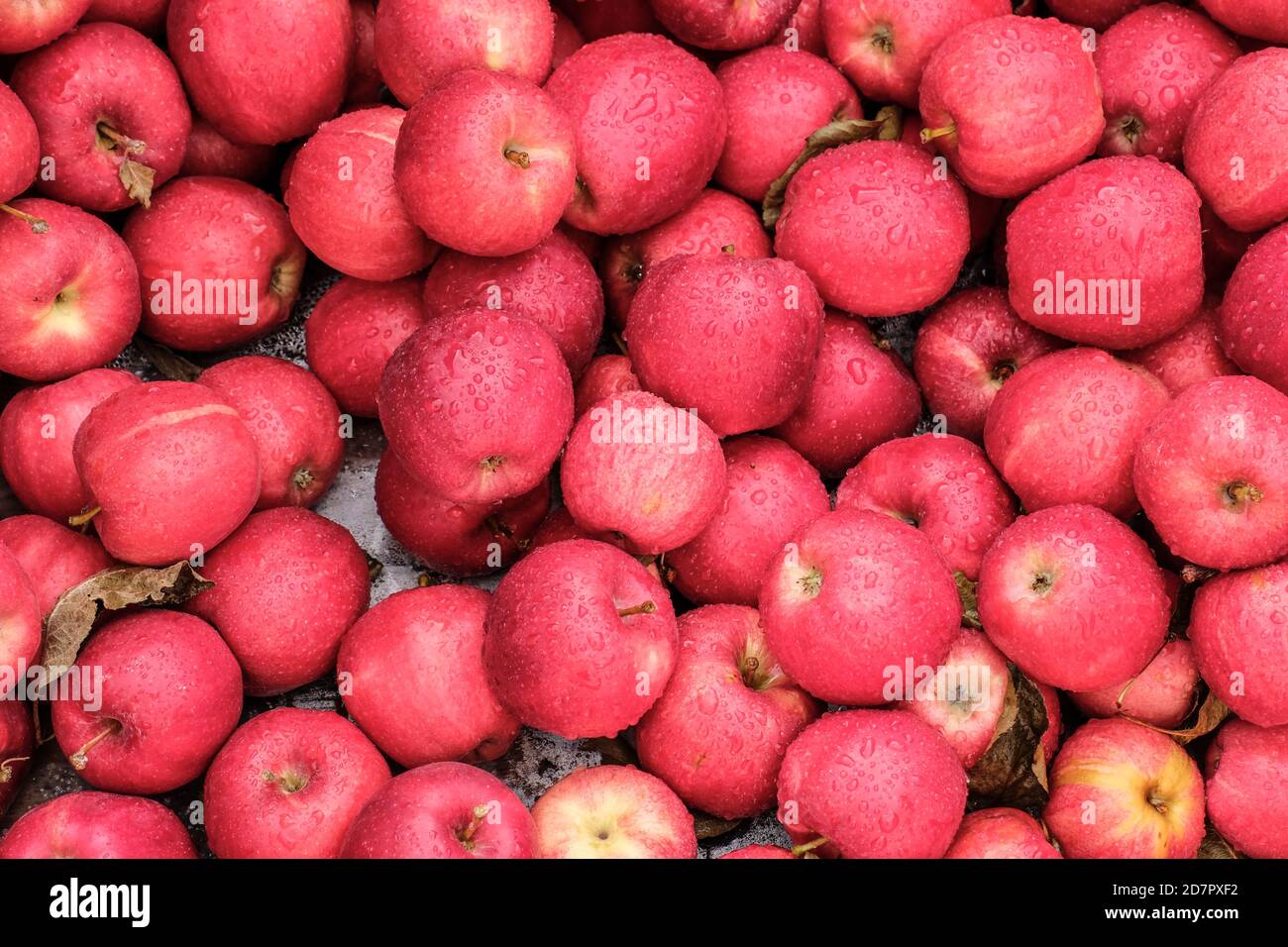 Vue rapprochée des pommes de gala fraîchement cueillies sur le bord de la route porte-fruits Banque D'Images