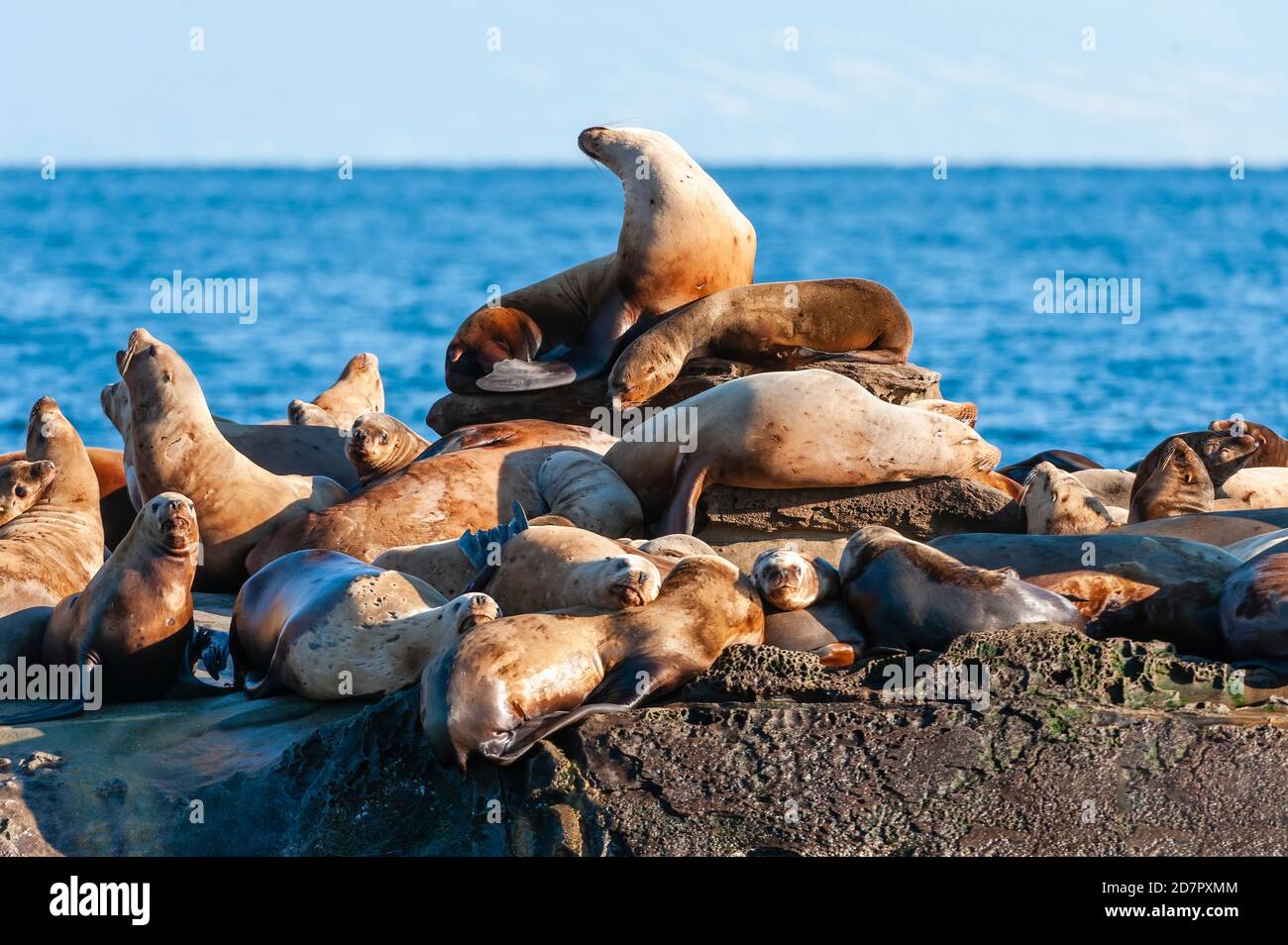 Lion de mer de Steller (Eumetopias jubatus) aussi connu comme le lion de mer du Nord et de mer de Steller sur des rochers près de l'Île Valdes, British Columbia, Canada Banque D'Images
