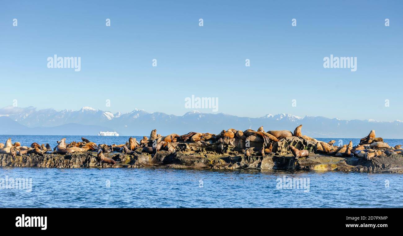 Lion de mer de Steller (Eumetopias jubatus) aussi connu comme le lion de mer du Nord et de mer de Steller sur des rochers près de l'Île Valdes, British Columbia, Canada Banque D'Images