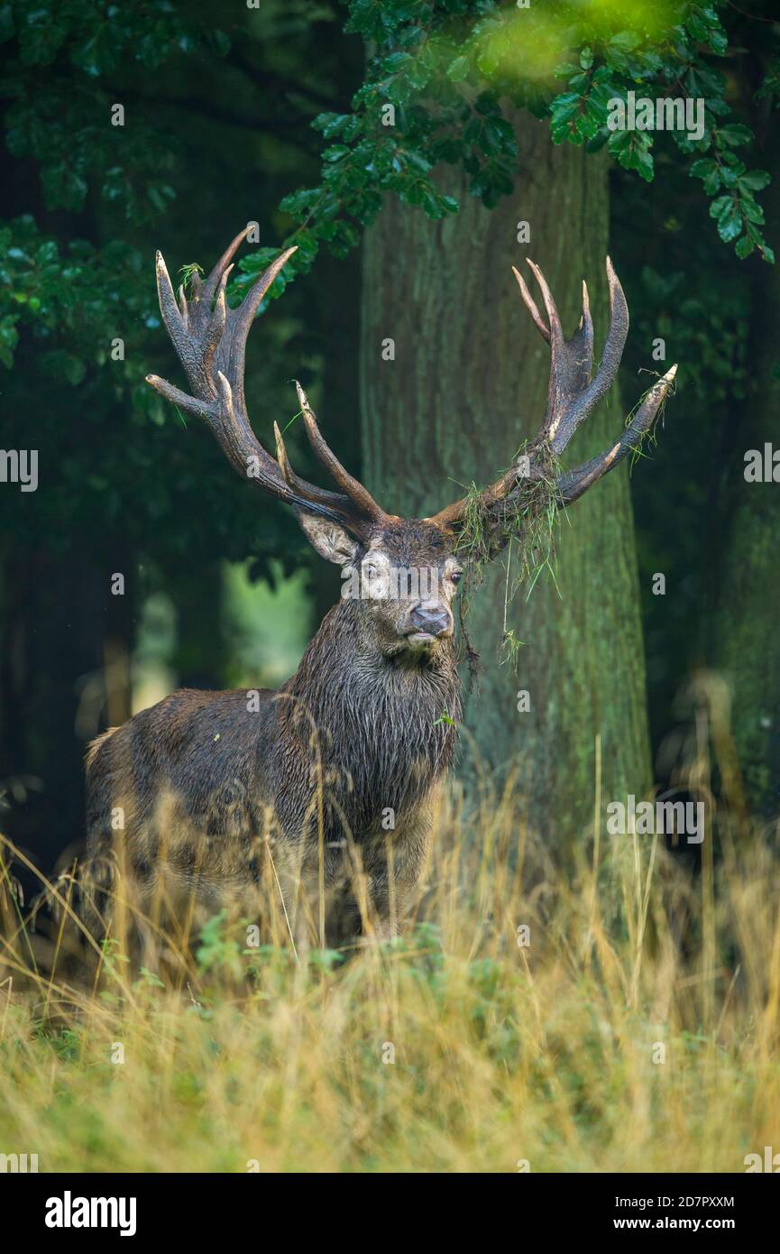 Cerf rouge fort ( Cervus elaphus) dans le rut, Klamptenborg, Copenhague, Danemark Banque D'Images