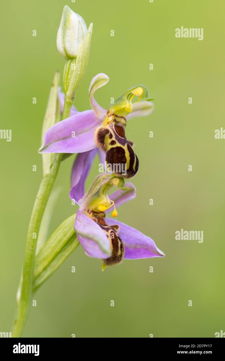 Orchidée d'abeille ( Ophrys apifera) en fleur, orchidée, Forêt de Teutoburg, Basse-Saxe, Allemagne Banque D'Images