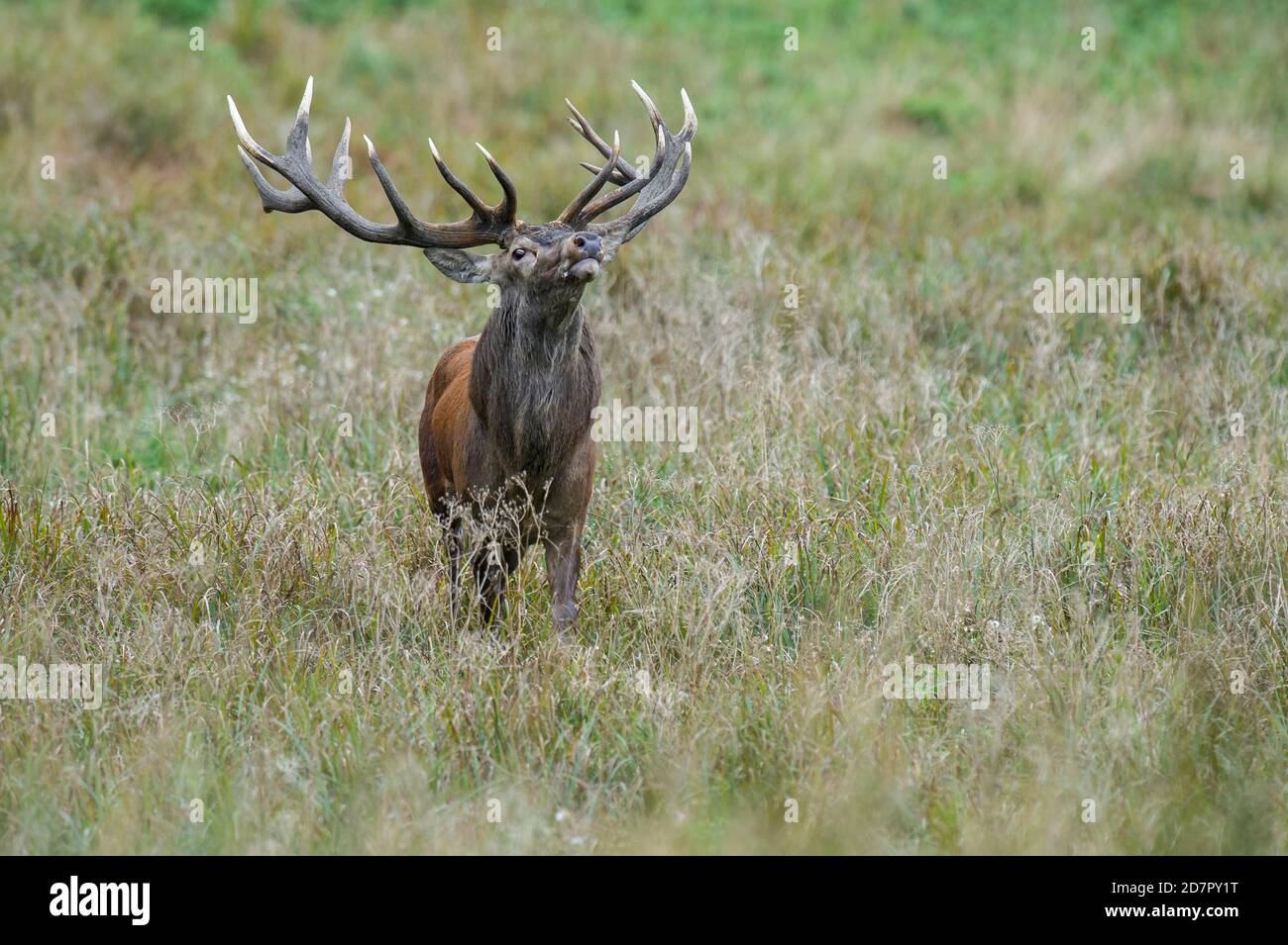 Cerf rouge fort ( Cervus elaphus) dans le rut, Klamptenborg, Copenhague, Danemark Banque D'Images