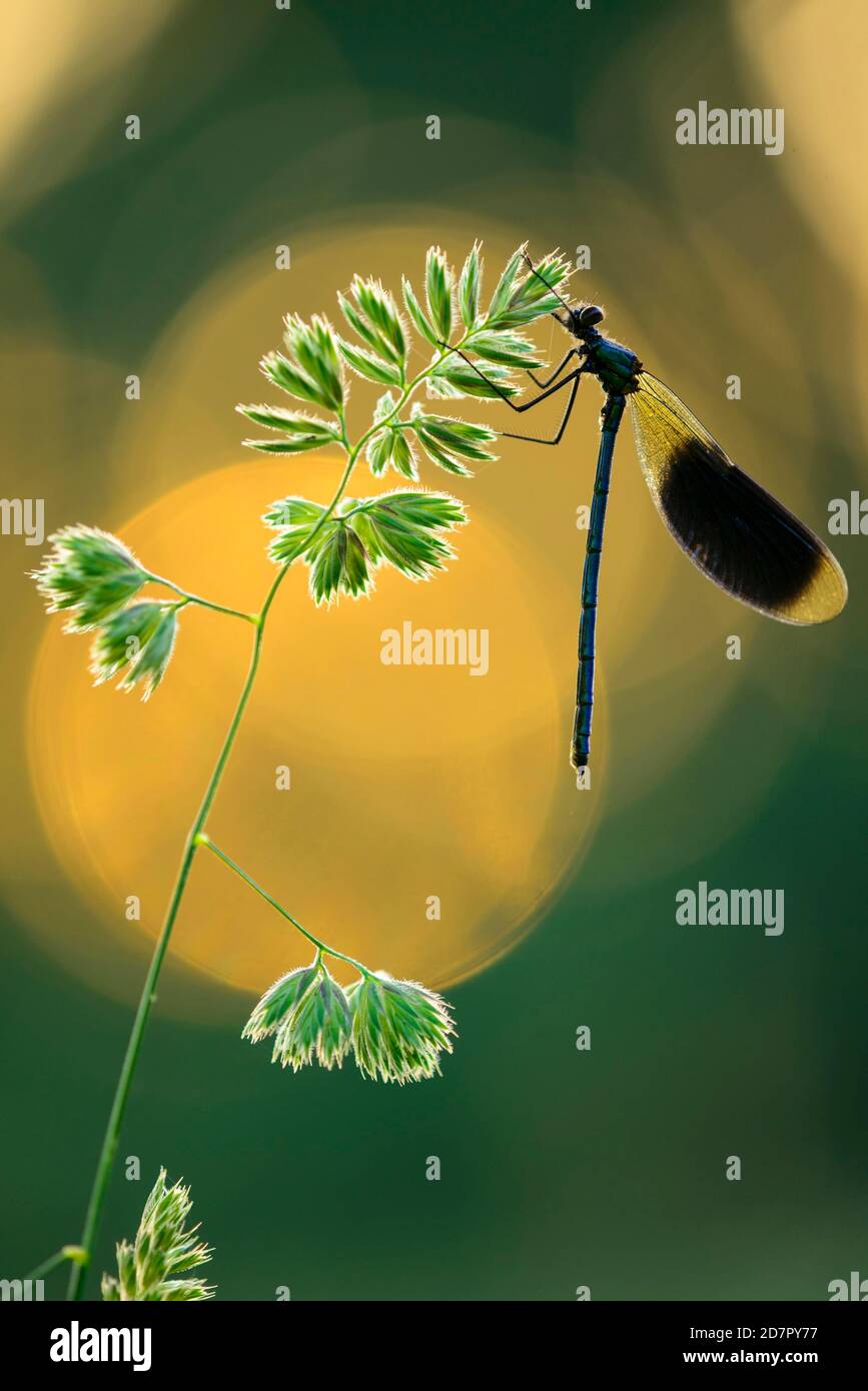 Bande demoiselle ( Calopteryx splendens) sur une lame d'herbe au coucher du soleil, libellule, Oldenburger Muensterland, Goldenstedt, Basse-Saxe, Allemagne Banque D'Images
