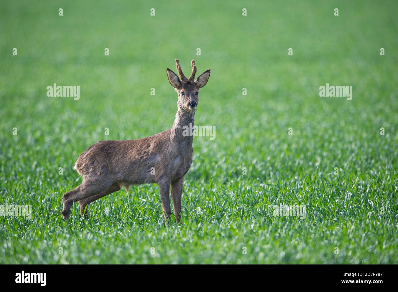 Hope European roe Deer ( Capranolus capranolus) bock, Oldenburger Muensterland, Vechta, Basse-Saxe, Allemagne Banque D'Images