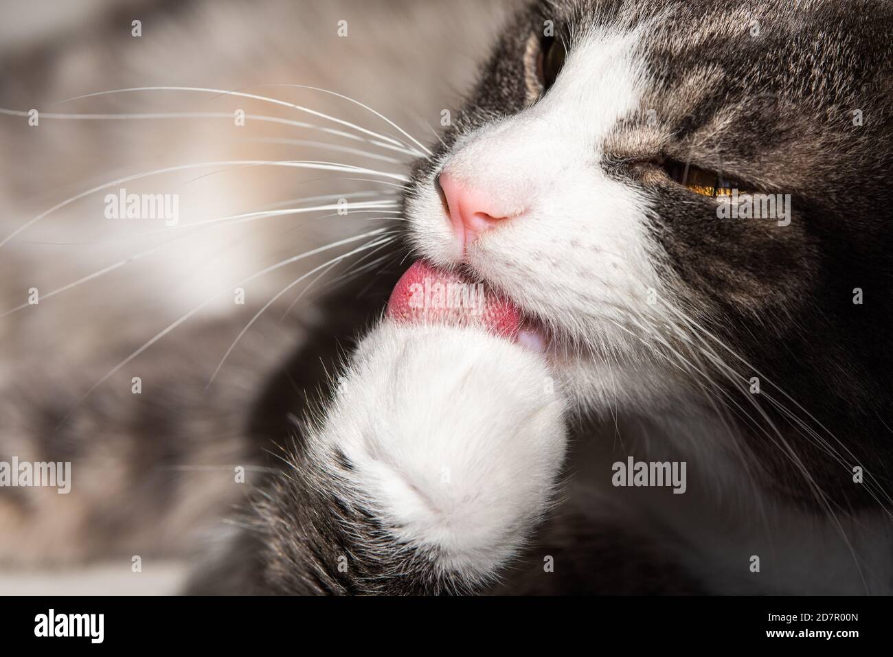 Gros plan sur une paw à rayures et motif chat lécking Banque D'Images