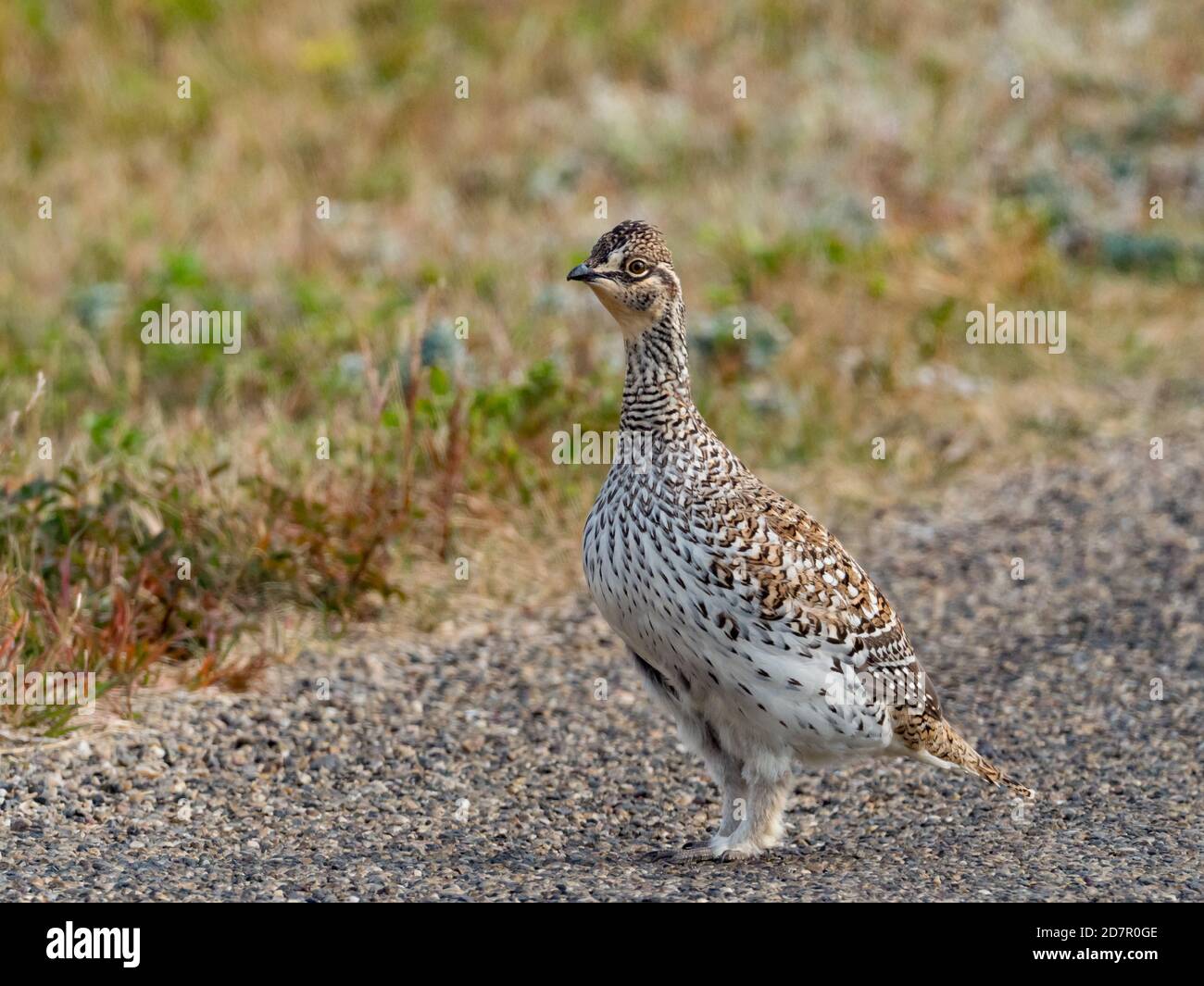 Tétras à queue fine, Tympanuchus phasianellus, au parc national Theodore Roosevelt, Dakota du Nord, États-Unis Banque D'Images