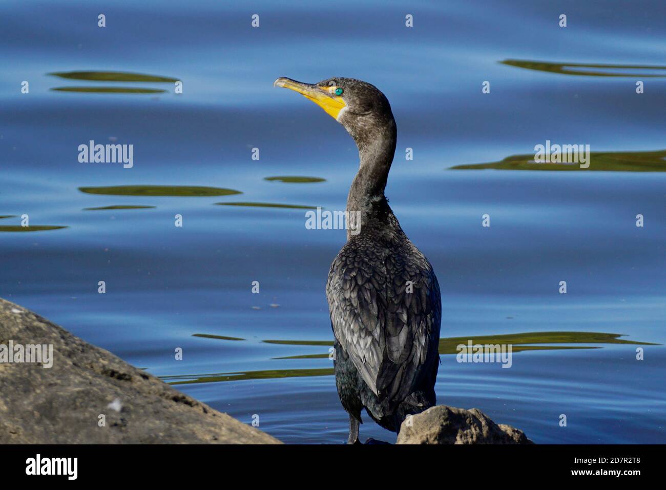 Cormorant aux yeux verts au bord de l'eau Banque D'Images