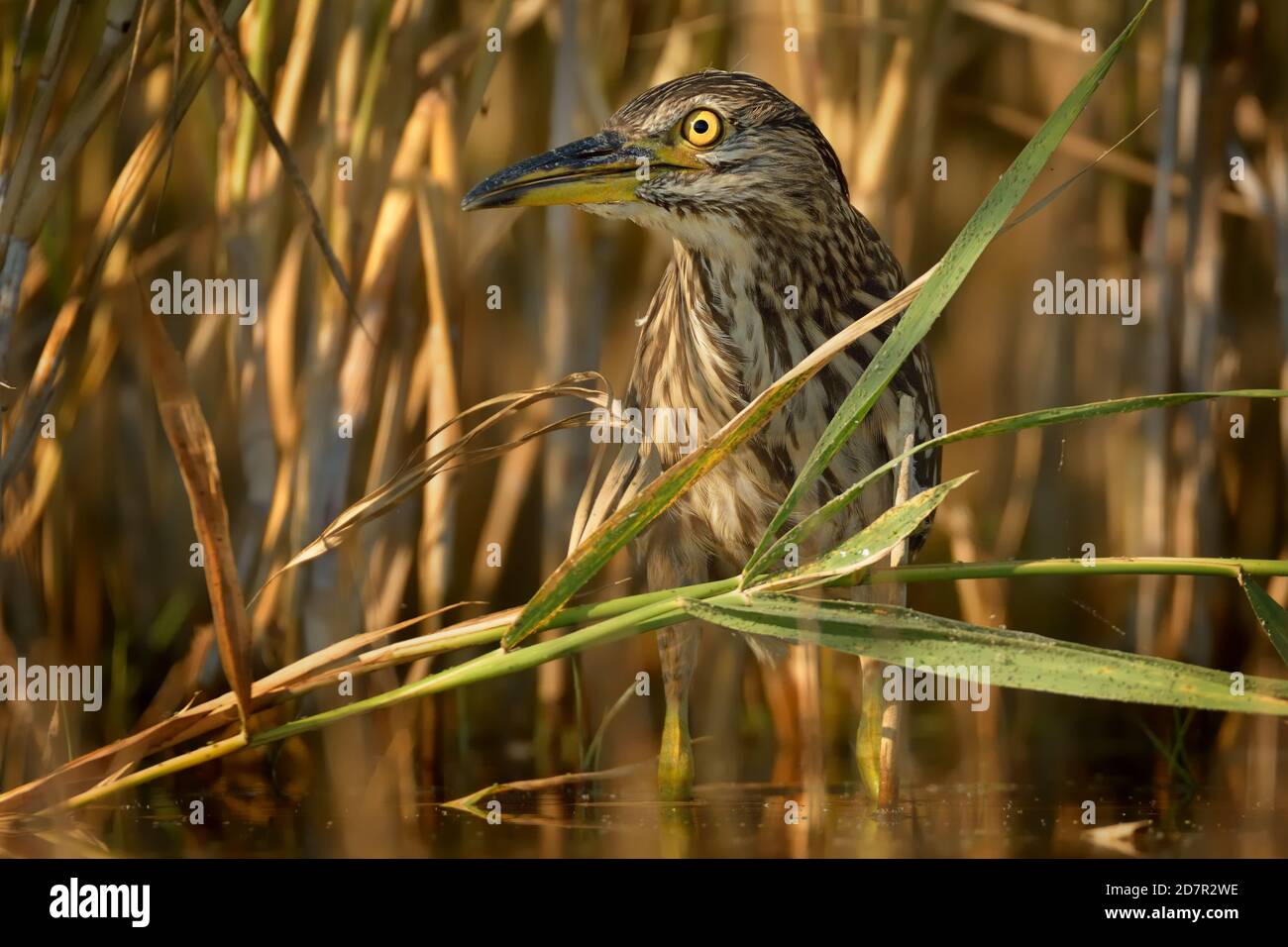 Héron de nuit à couronne noire - Nycticorax nycticorax chasse dans le roseau, hérons de taille moyenne qui sont souvent migrateurs. Banque D'Images
