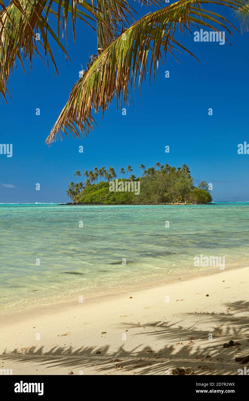Île de Taakoka et palmiers, lagon de Muri, Rarotonga, îles Cook, Pacifique Sud Banque D'Images