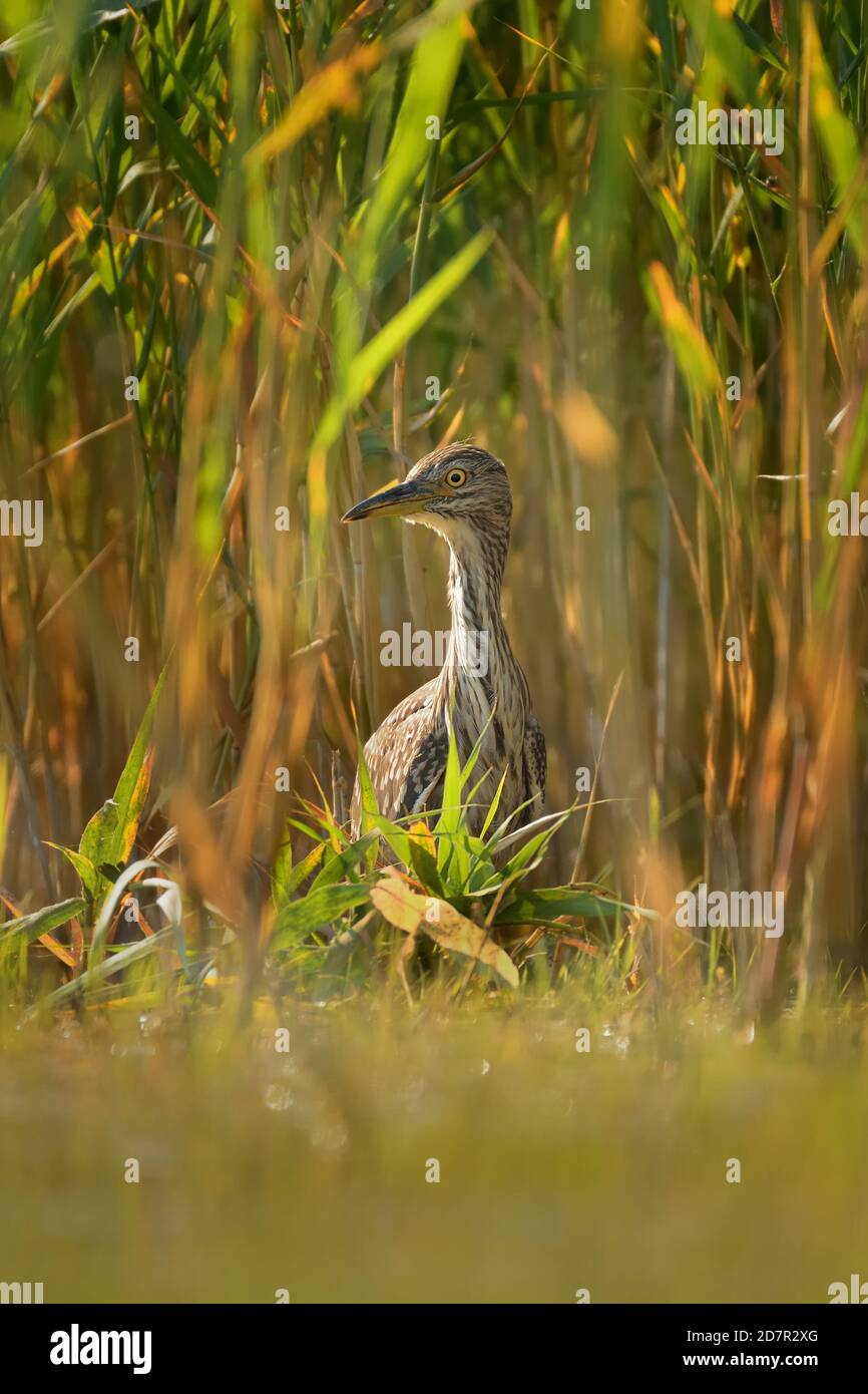 Héron de nuit à couronne noire - Nycticorax nycticorax chasse dans le roseau, hérons de taille moyenne qui sont souvent migrateurs. Banque D'Images