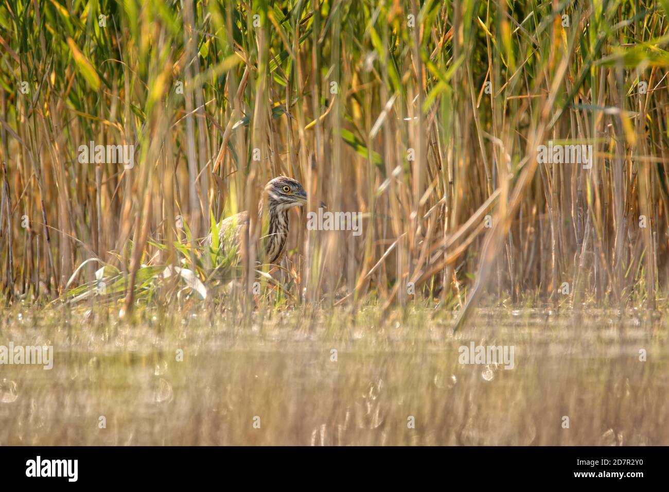 Héron de nuit à couronne noire - Nycticorax nycticorax chasse dans le roseau, hérons de taille moyenne qui sont souvent migrateurs. Banque D'Images