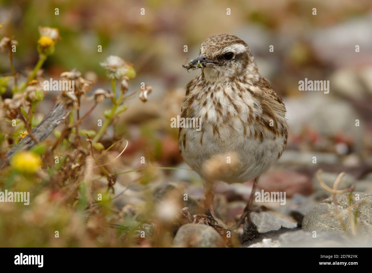 pipit Australasien - Anthus novaeseelandiae petit oiseau de passereau de pays ouvert en Australie, Nouvelle-Zélande et Nouvelle-Guinée. Il appartient à la génération pipit Banque D'Images