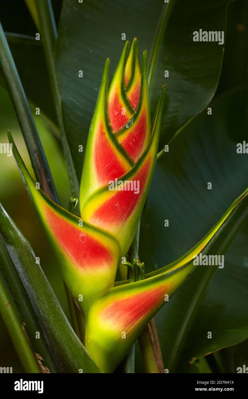 Heliconia, jardin botanique de Maire Nui, Titakaveka, Rarotonga, Îles Cook, Pacifique Sud Banque D'Images