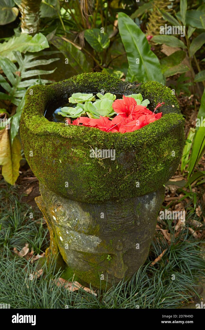 Eau et fleurs d'hibiscus, jardins botaniques de Maire Nui, Titakaveka, Rarotonga, îles Cook, Pacifique Sud Banque D'Images