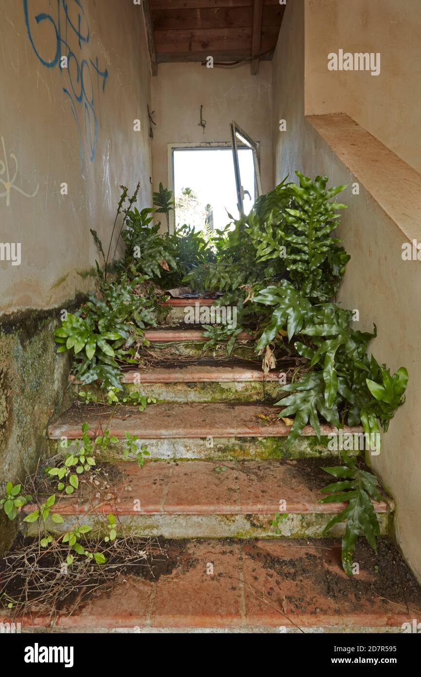 Mauvaises herbes dans l'escalier de l'hôtel Sheraton abandonné, Rarotonga, îles Cook, Pacifique Sud Banque D'Images