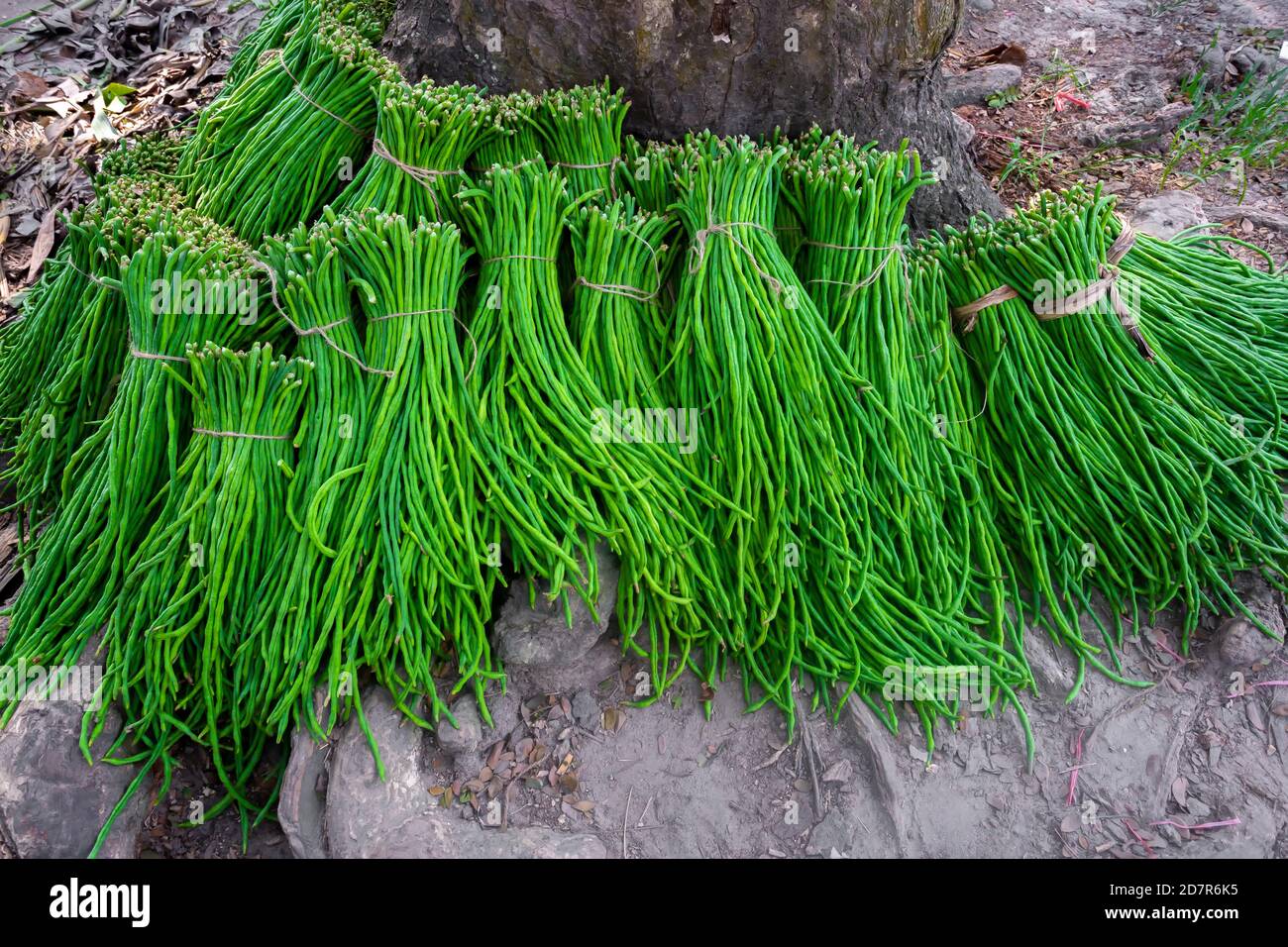 Un groupe de haricots asperges ou de haricots de long yard de légumes verts frais prêts à la vente. Banque D'Images