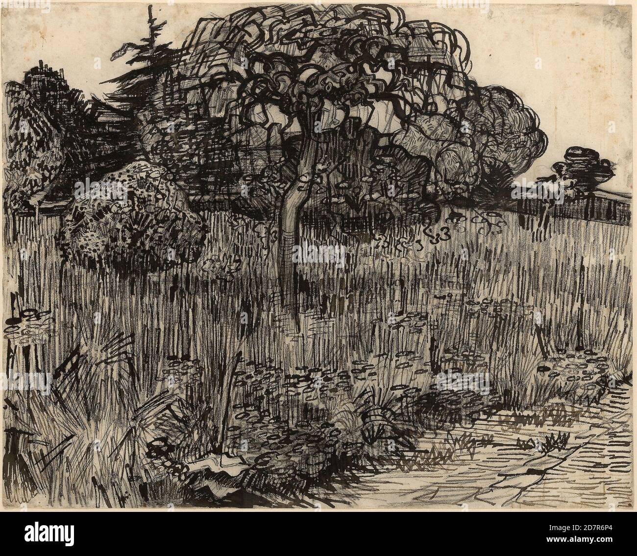 Weeping Tree - 1889 ; Vincent van Gogh ; néerlandais ; 1853-1890 (stylo à lames et encre noire-marron ; avec craie noire sur papier vélin blanc cassé) Banque D'Images
