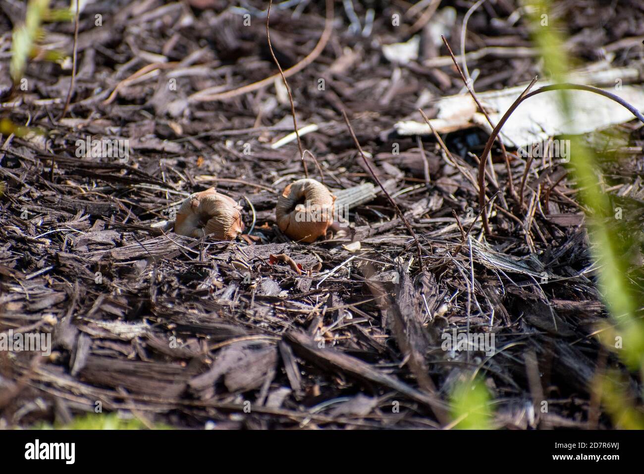 noix de coco séchées au sol dans le parc Banque D'Images