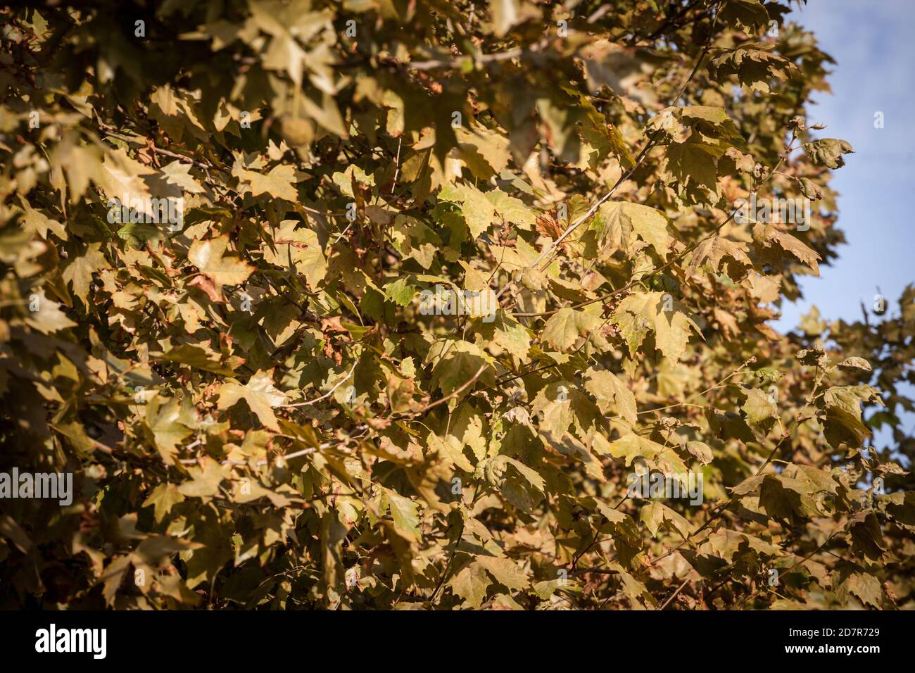 Gros plan sur un rabot avec ses feuilles sèches jaunes et brunes, en automne. Aussi connu sous le nom de sycomore, ou platanus, l'arbre est un symbole de chute dans le norther Banque D'Images