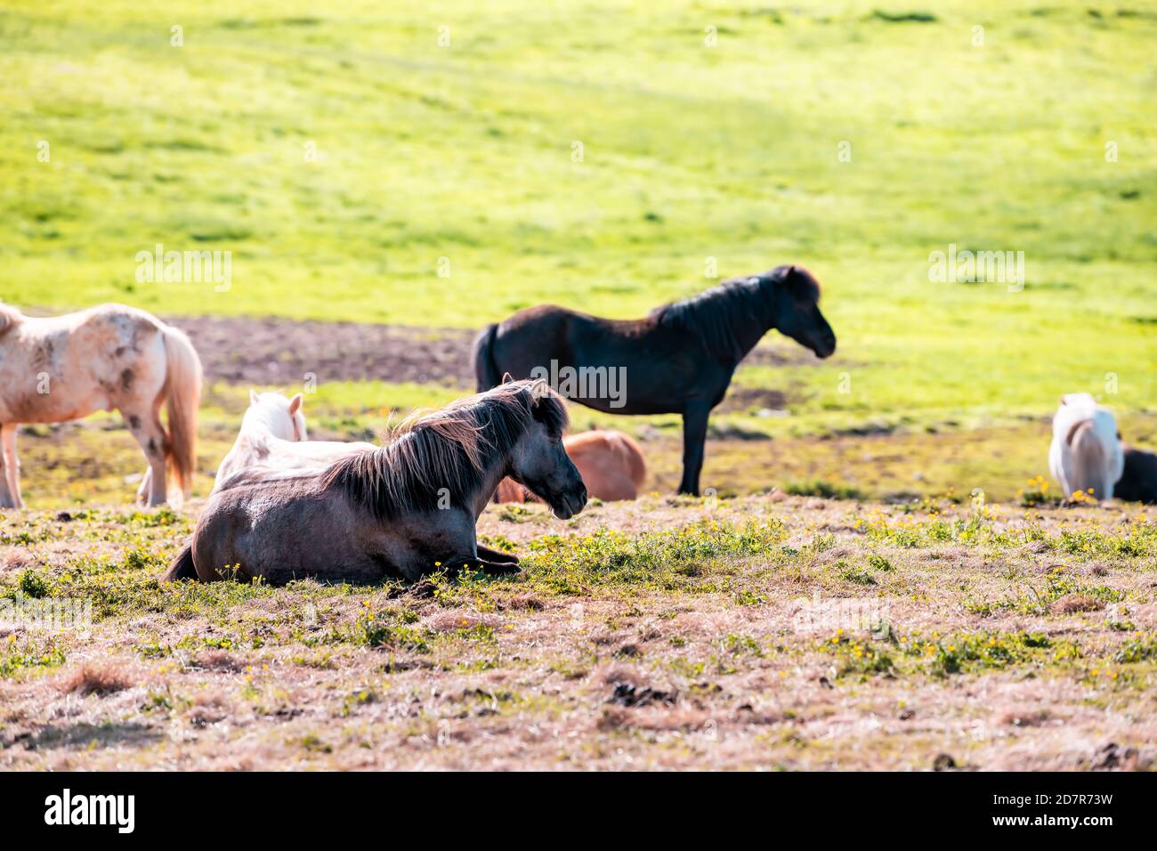 Chevaux islandais dans un enclos stable en Islande campagne du matin rural Ferme vallée dans le nord par Akureyri montagne pâturage champ avec le lever du soleil Banque D'Images