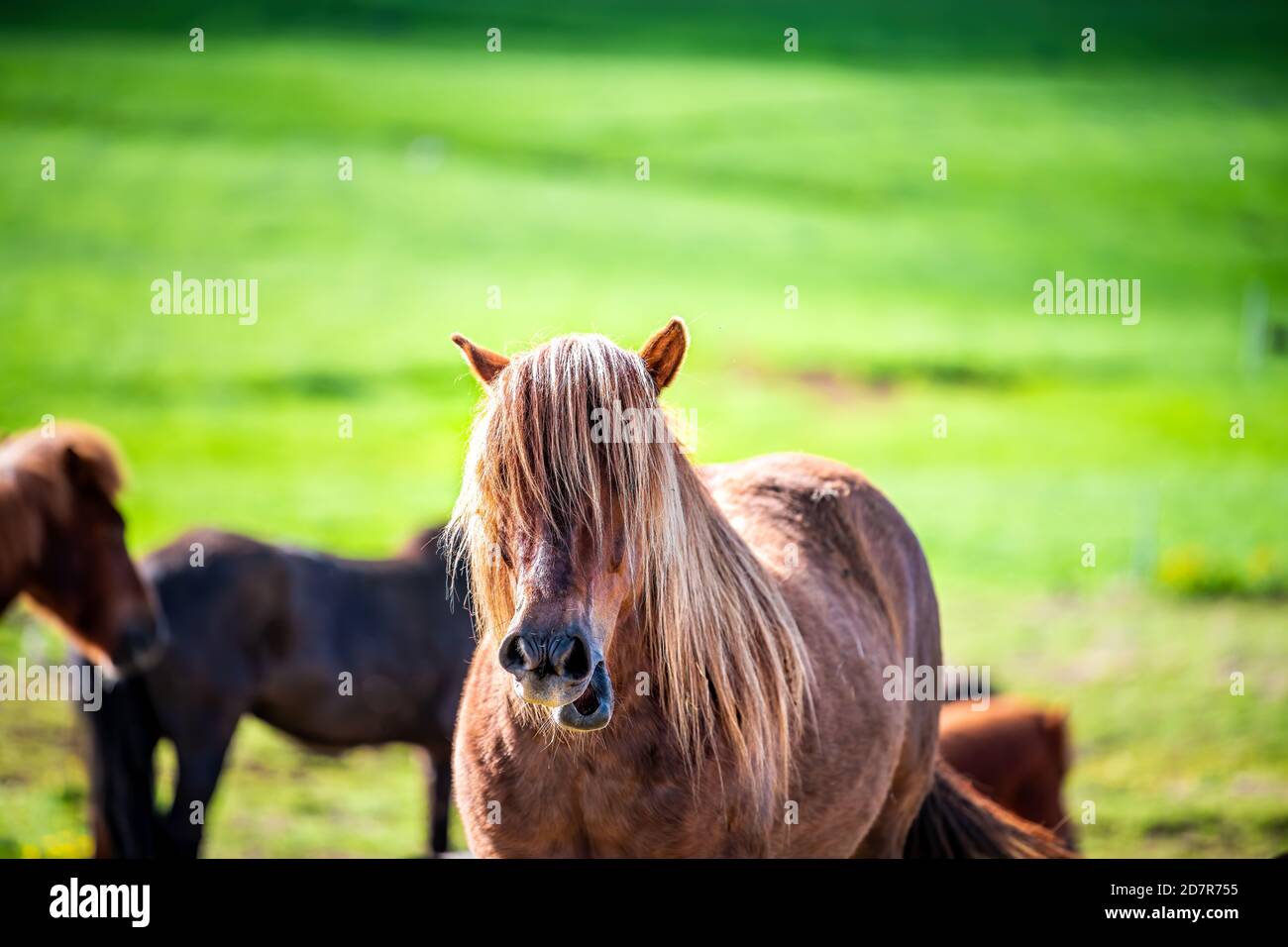 Drôle de cheval islandais à mâcher manger pâture dans le enclos d'extérieur stable Dans la campagne du nord de l'Islande rural ferme faisant visage humoristique Banque D'Images