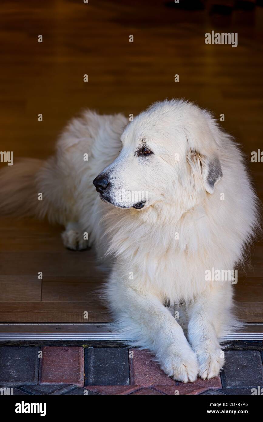 Chien blanc à poil long Great Pyrenees allongé dans un magasin entrée du  magasin Photo Stock - Alamy