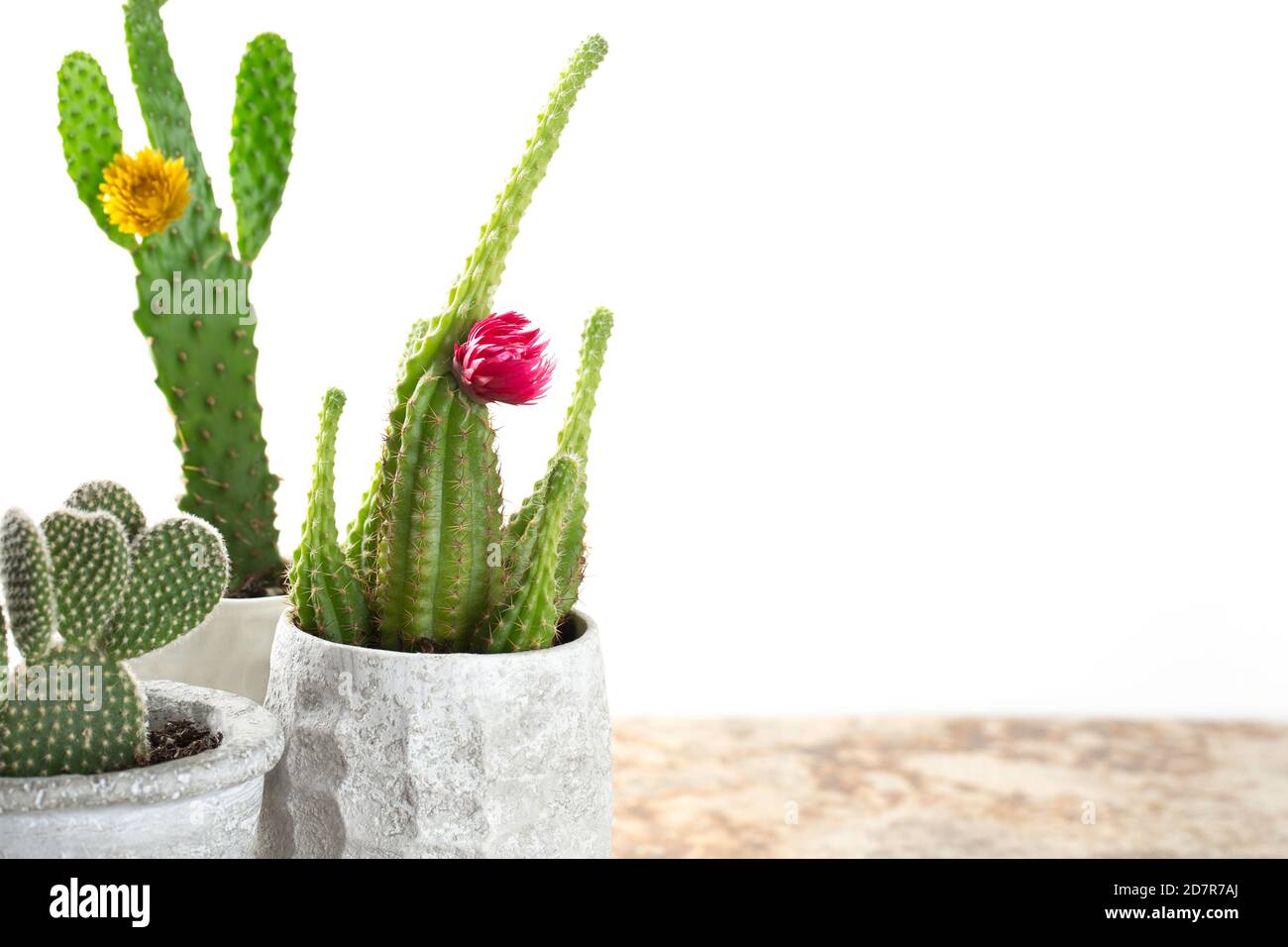 Plantes de maison de Cactus dans des pots blancs Banque D'Images