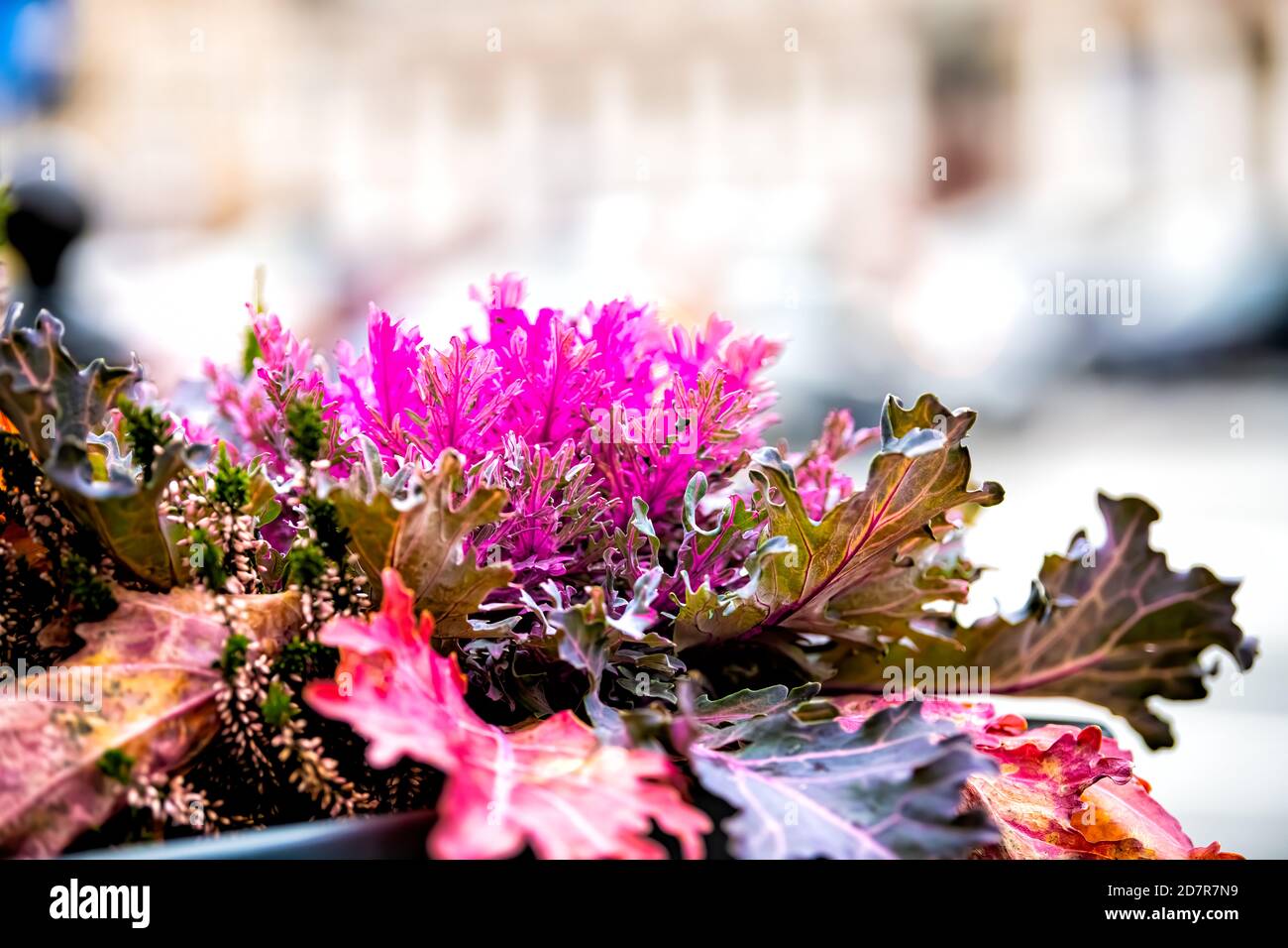 Plantes calaques pourpres en hiver dehors dehors à Varsovie, Pologne la nuit dans le jardin tour de rue avec bâtiment de rue dans flou bokeh backgroun Banque D'Images