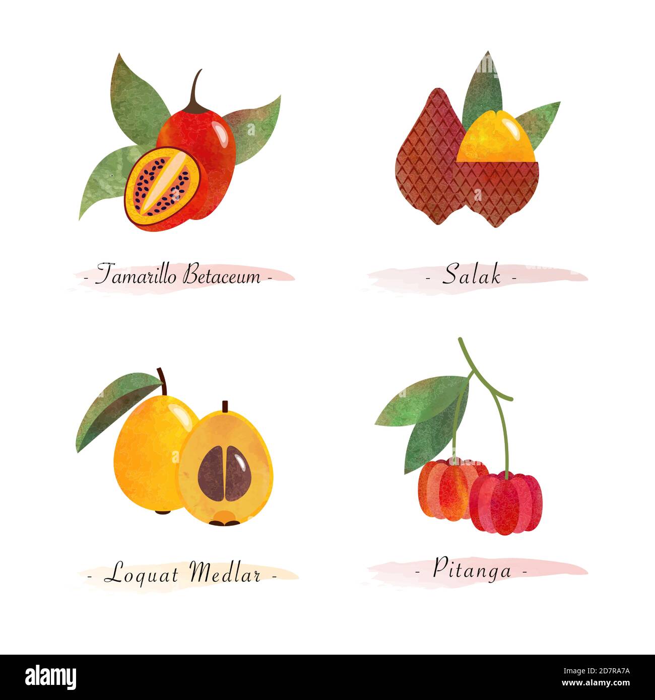 Bio nature saine alimentation fruits tamarillo betaceum salak loquat medlar pitanga Illustration de Vecteur