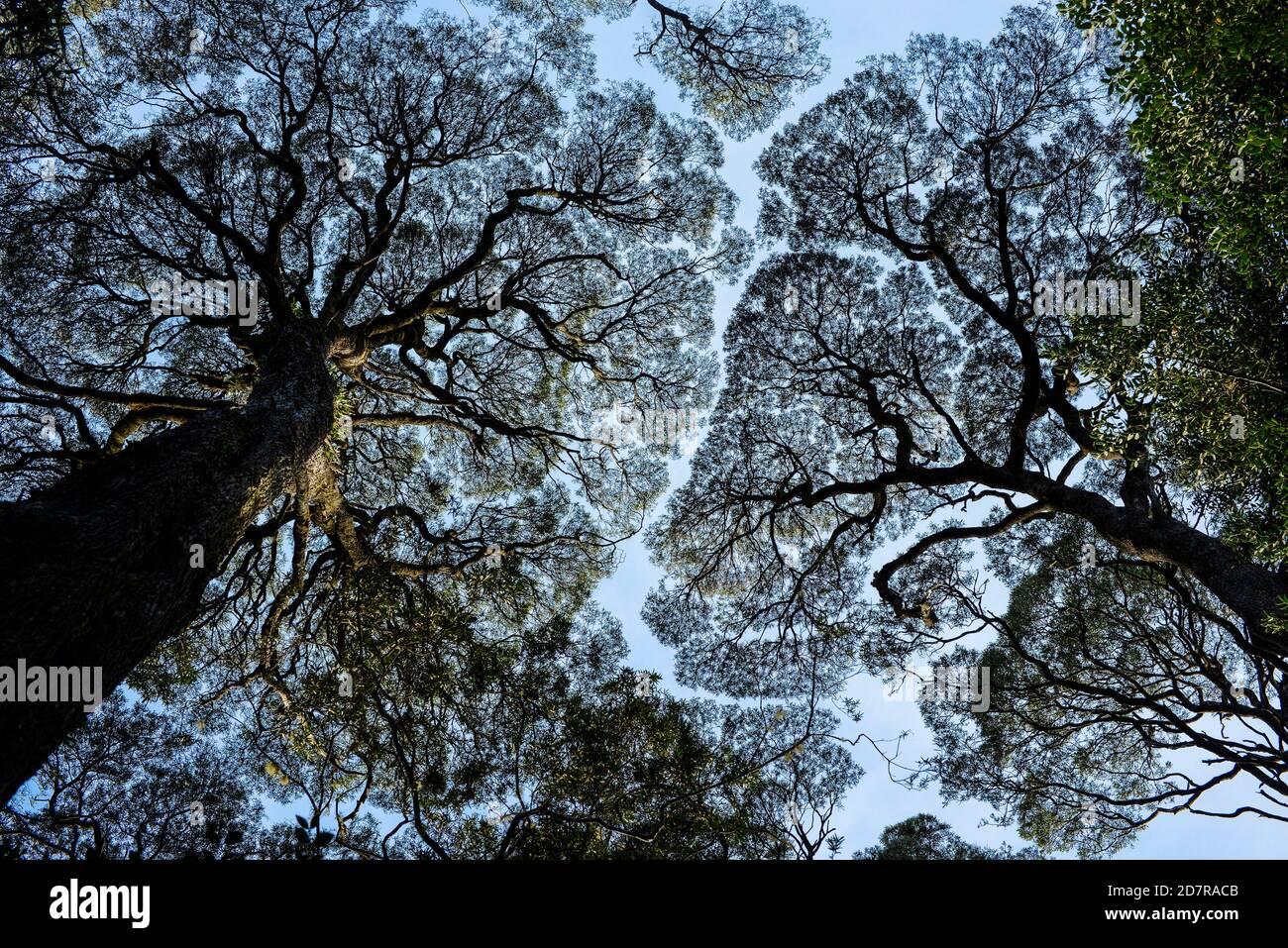 Cime d'arbres de Blackwood, Tasmanie Banque D'Images