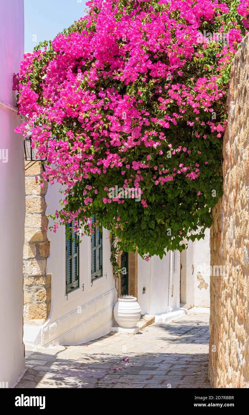 Île grecque image de bougainvilliers grimpant sur une ancienne maison sur l'île de Rhodes, Dodécanèse, Grèce Banque D'Images