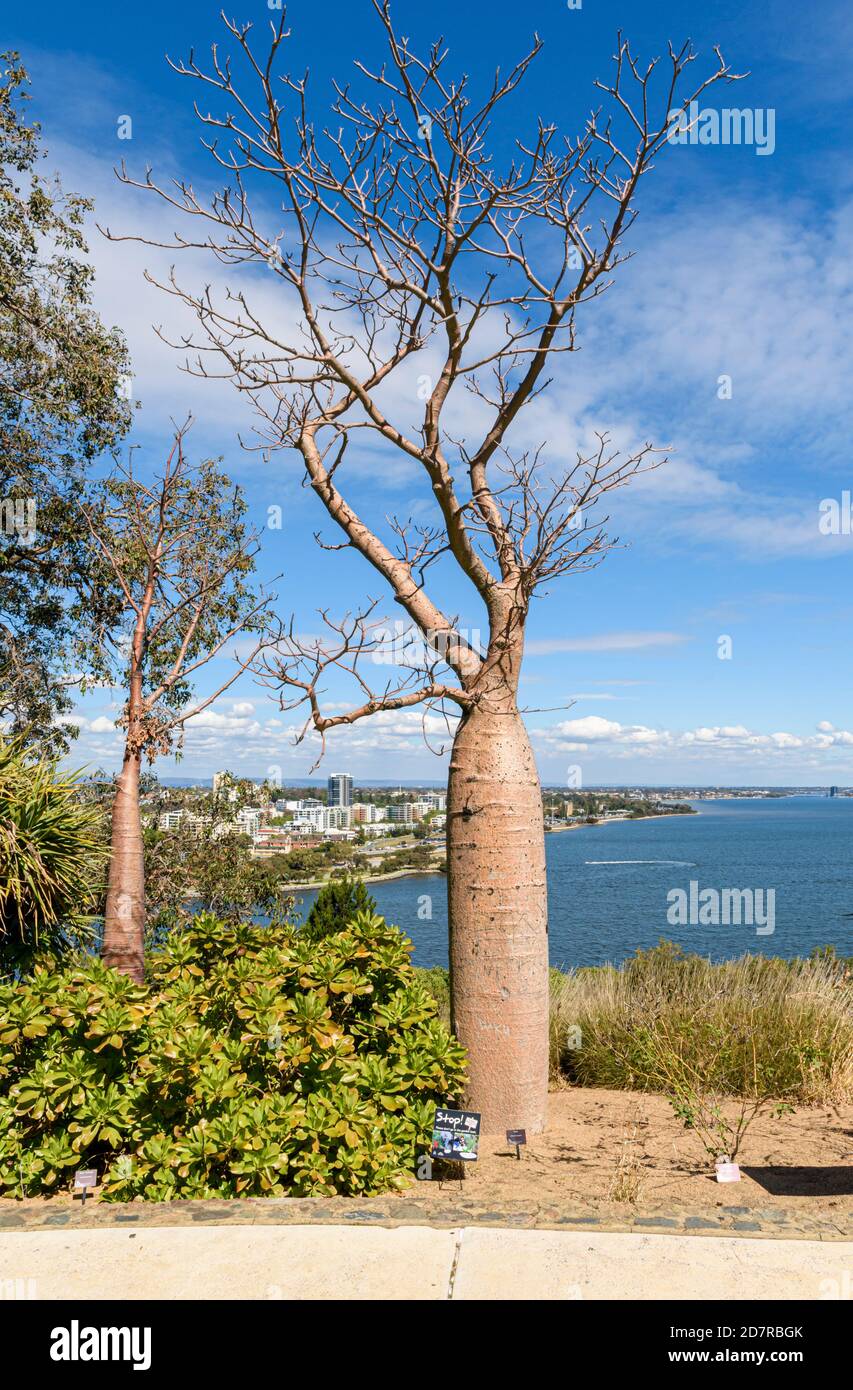 Boab Tree, Adansonia gregorii, à Kings Park, Australie occidentale Banque D'Images