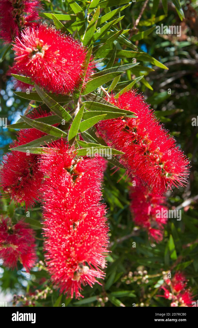 Pinceau à fond rouge ou callistemon (Callistemon citrinus ou Melaleuca citrina, originaire d'Australie) en fleur, Melbourne Banque D'Images