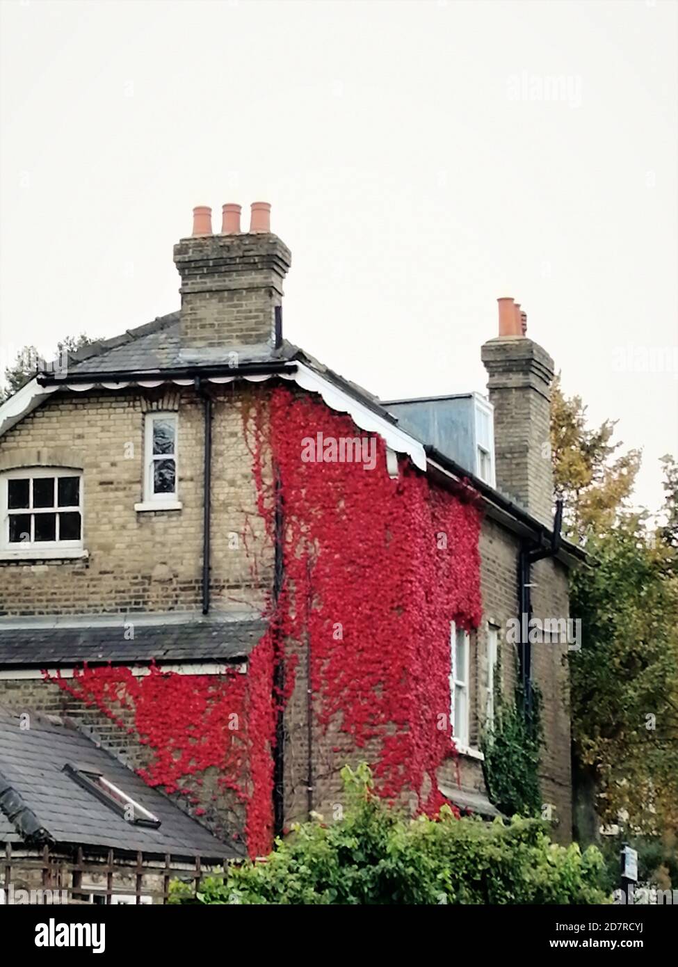 Décoration traditionnelle anglaise et ivy rouge sur le mur. Banque D'Images