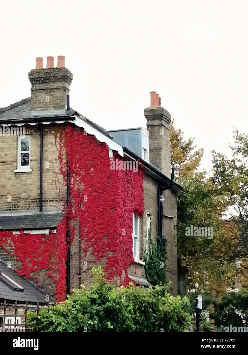 Décoration traditionnelle anglaise et ivy rouge sur le mur. Banque D'Images
