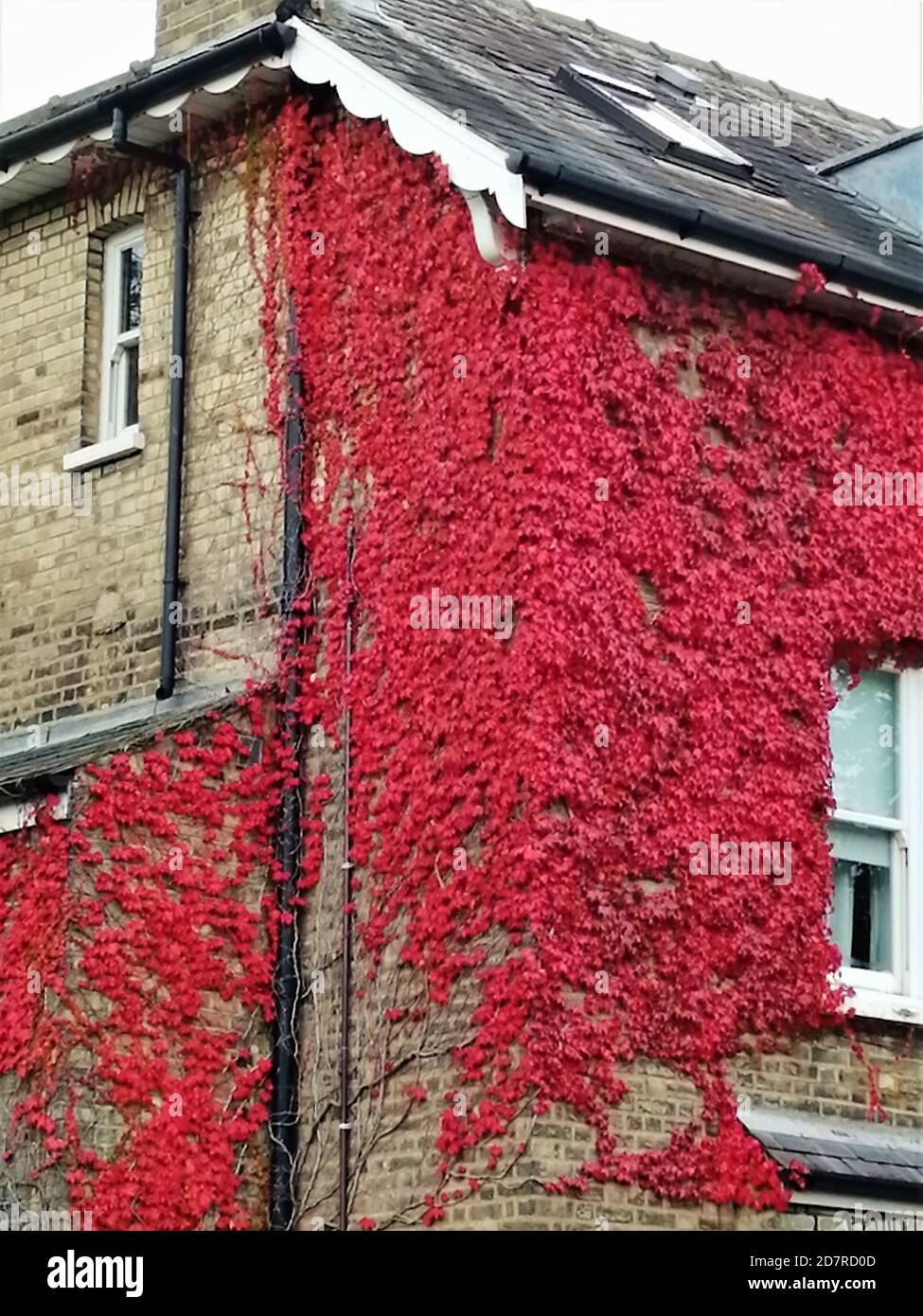 Décoration traditionnelle anglaise et ivy rouge sur le mur. Banque D'Images