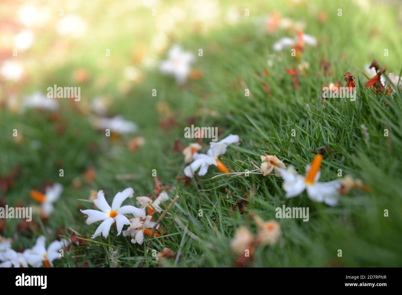 Jasmin fleurit dans le jardin. Banque D'Images