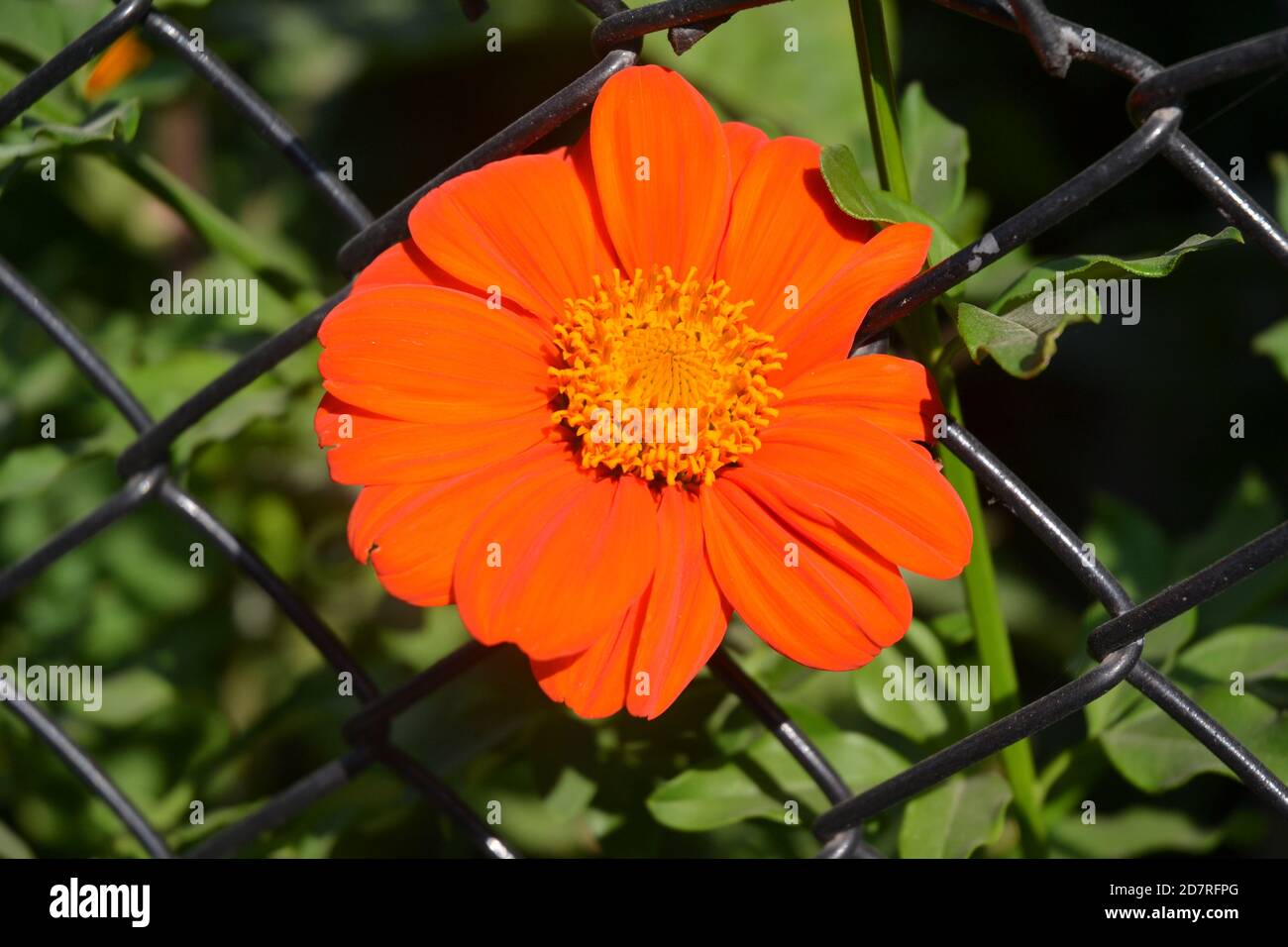 Tournesol rouge dans le jardin. Banque D'Images