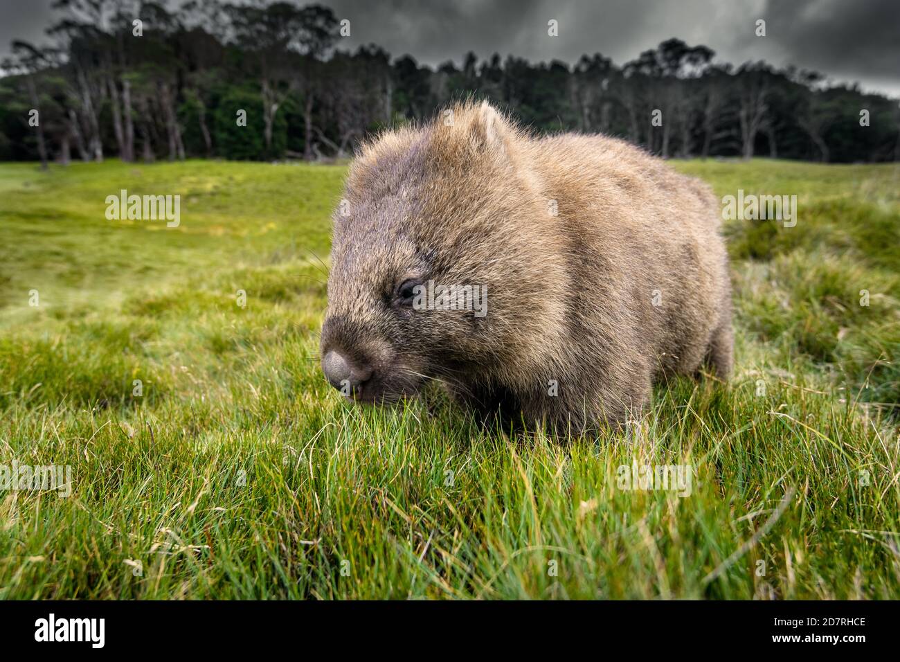 Wombat commune paître sur un pré de montagne. Banque D'Images