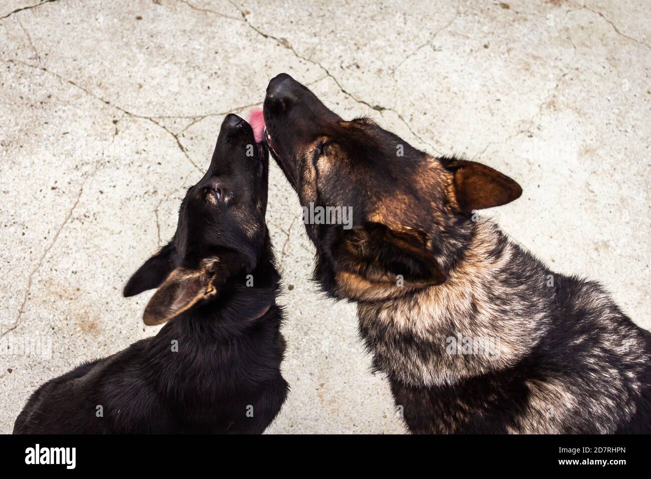 Les chiens mignons se léchant les uns les autres - le concept de l'amour Banque D'Images