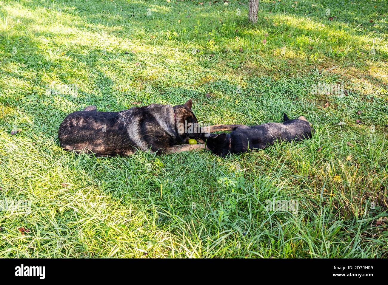 Photo d'un chien de berger noir mignon dans un parc herbacé se léchant Banque D'Images