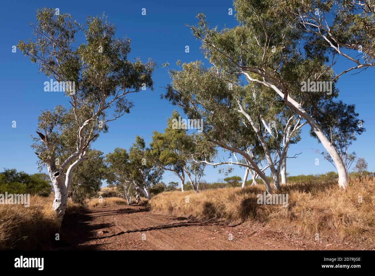 Lit de rivière sec avec gommes fantômes dans l'Outback de l'Australie. Banque D'Images