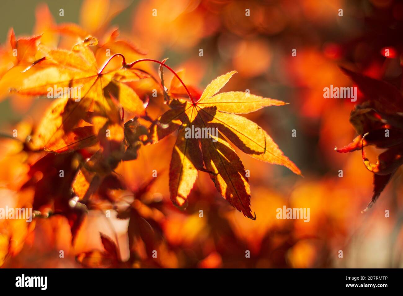 Gros plan sur les feuilles qui s'estompent en automne. Banque D'Images