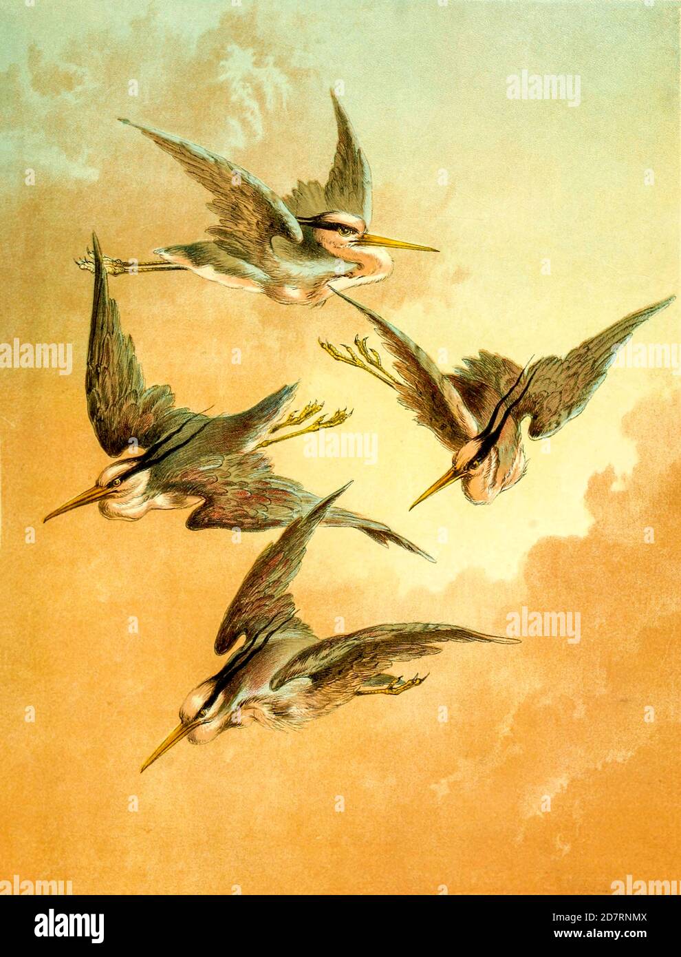 Troupeau d'hérons en vol de 'Birds on the WiNG' par Giacomelli [Hector Giacomelli (1er avril 1822 à Paris – 1er décembre 1904 à Menton), était un aquarelliste, graveur et illustrateur français, plus connu pour ses peintures d'oiseaux.] Publié à Londres par Thomas Nelson & Sons 1878. Le livre contient des plaques de couleur main avec le texte d'accompagnement au verset Banque D'Images