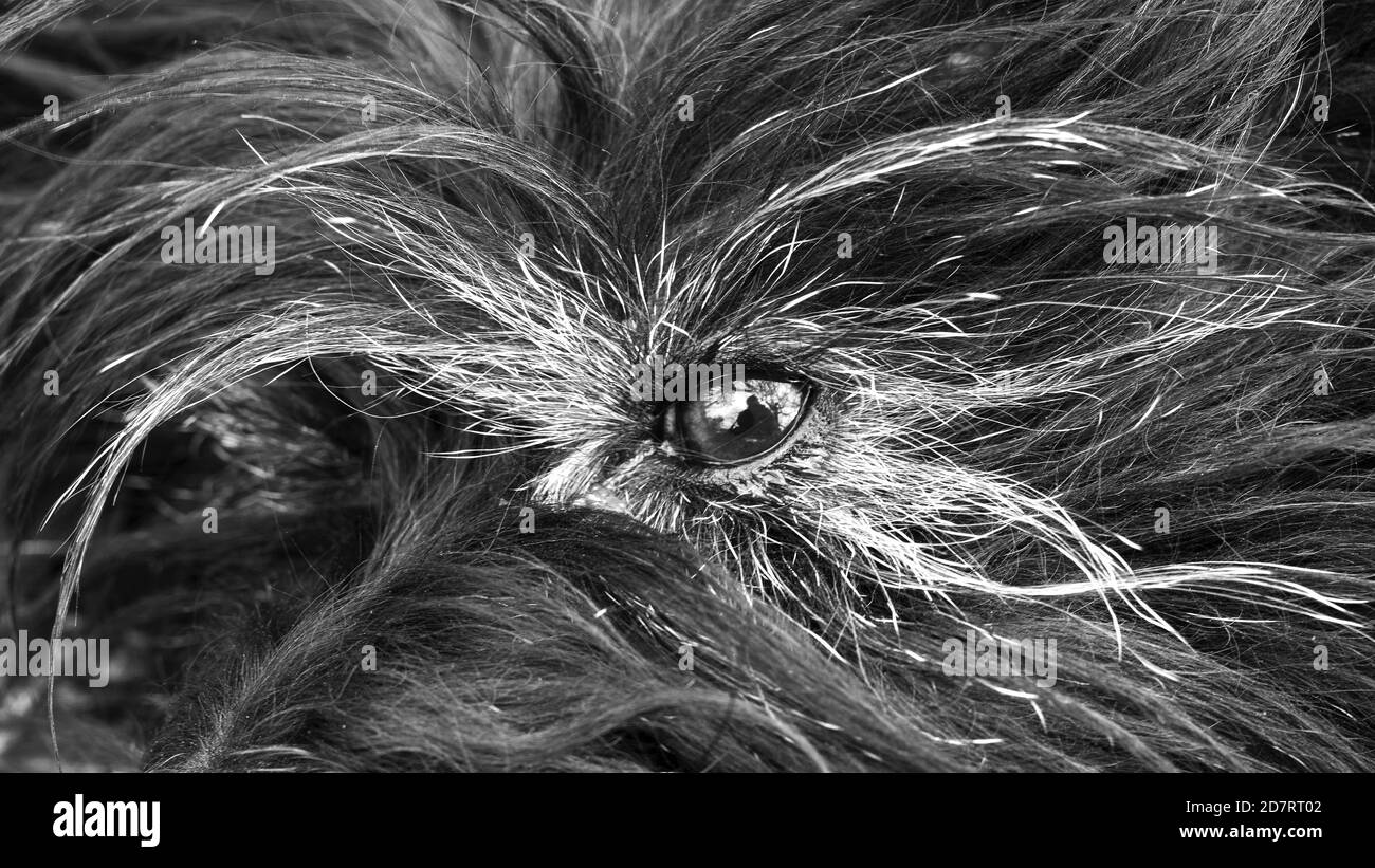 Cairn terrier gros plan Banque D'Images