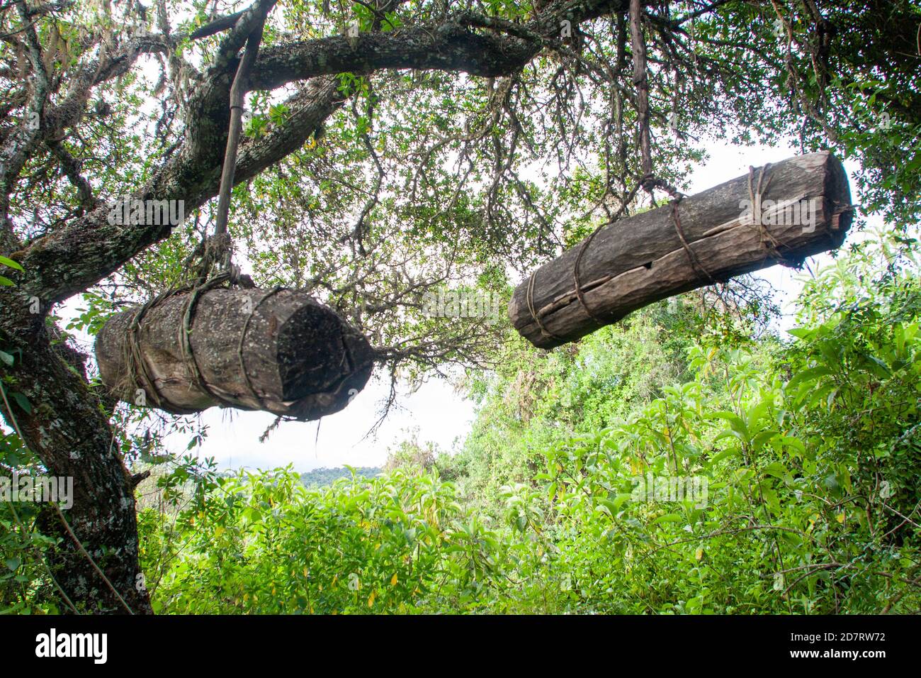 Ruches africaines traditionnelles dans un arbre. Photographié dans la zone de conservation de Ngorongoro, Tanzanie Banque D'Images